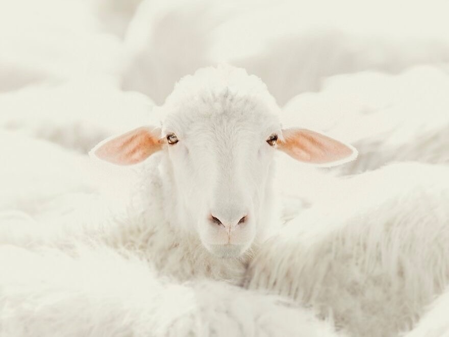  - گوسفند
